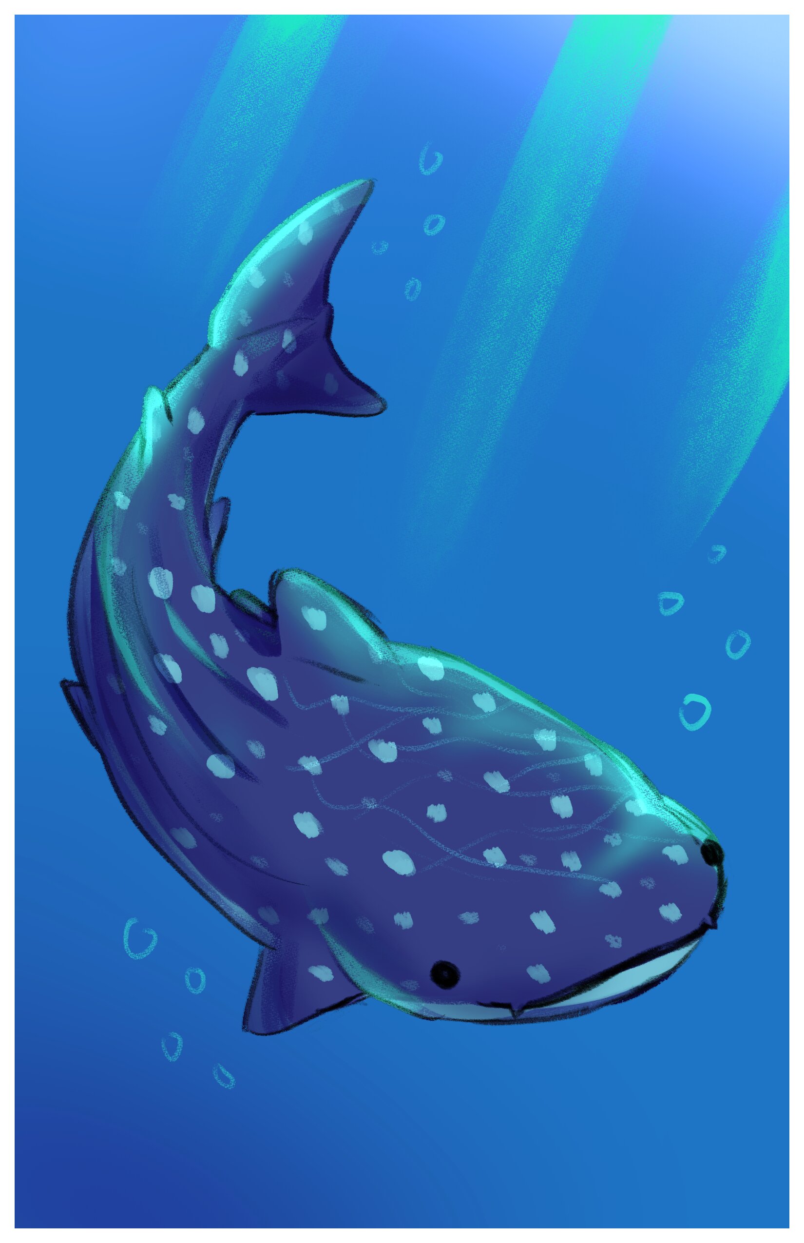 A drawing of a whale shark with a white border.
